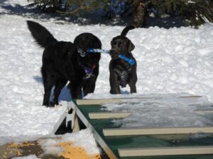 Plus de cas de toux de chenil qu’à l’habitude dans la région