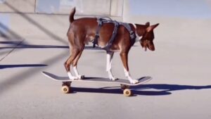 Une passion partagée qui ne passe pas inaperçue