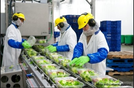 Vegpro investit 55 M$ dans de nouvelles serres