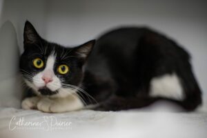 Venus, la vedette de la semaine