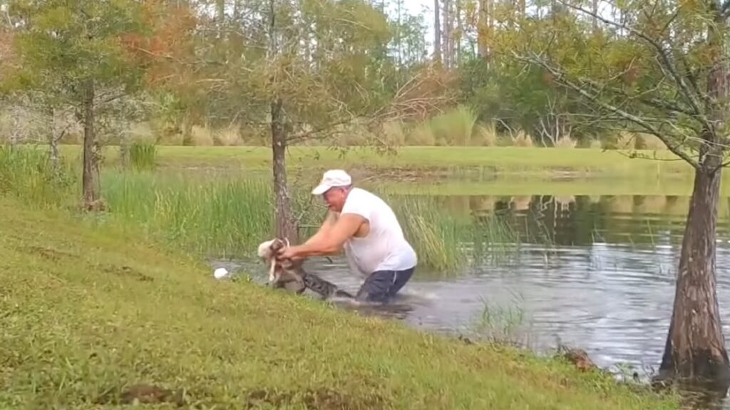 Il sauve son chien des crocs d’un alligator!