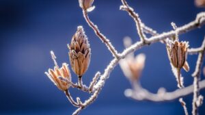 Environnement Canada prévoit des températures plus douces