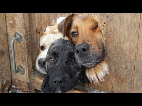 C&rsquo;est la Journée mondiale des chiens, pourquoi ne pas leur rendre hommage?