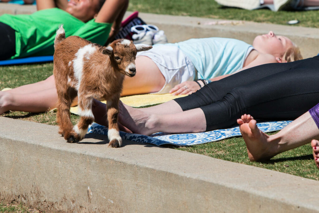 Du yoga en plein air avec des chèvres