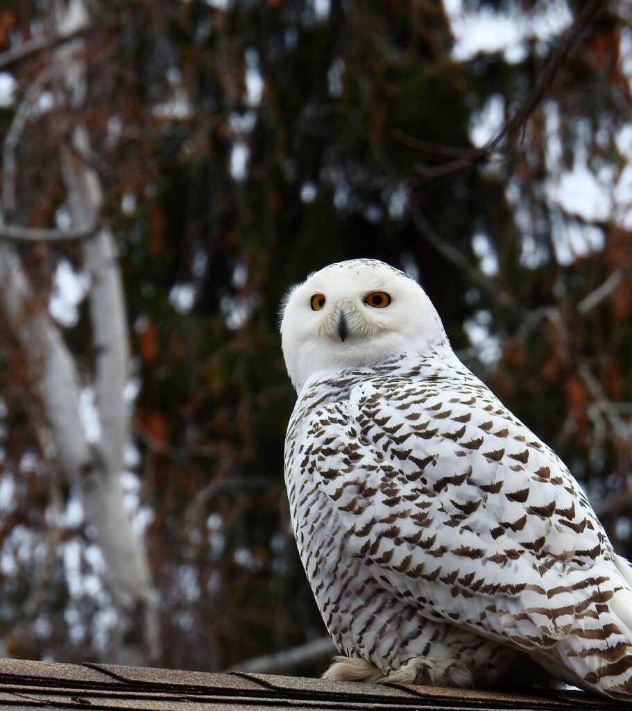 Un harfang des neiges s’offre en spectacle à Delson