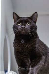 Céleste, la vedette de la semaine