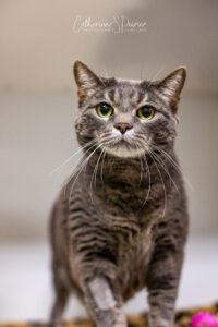 Hendrix, la vedette de la semaine.