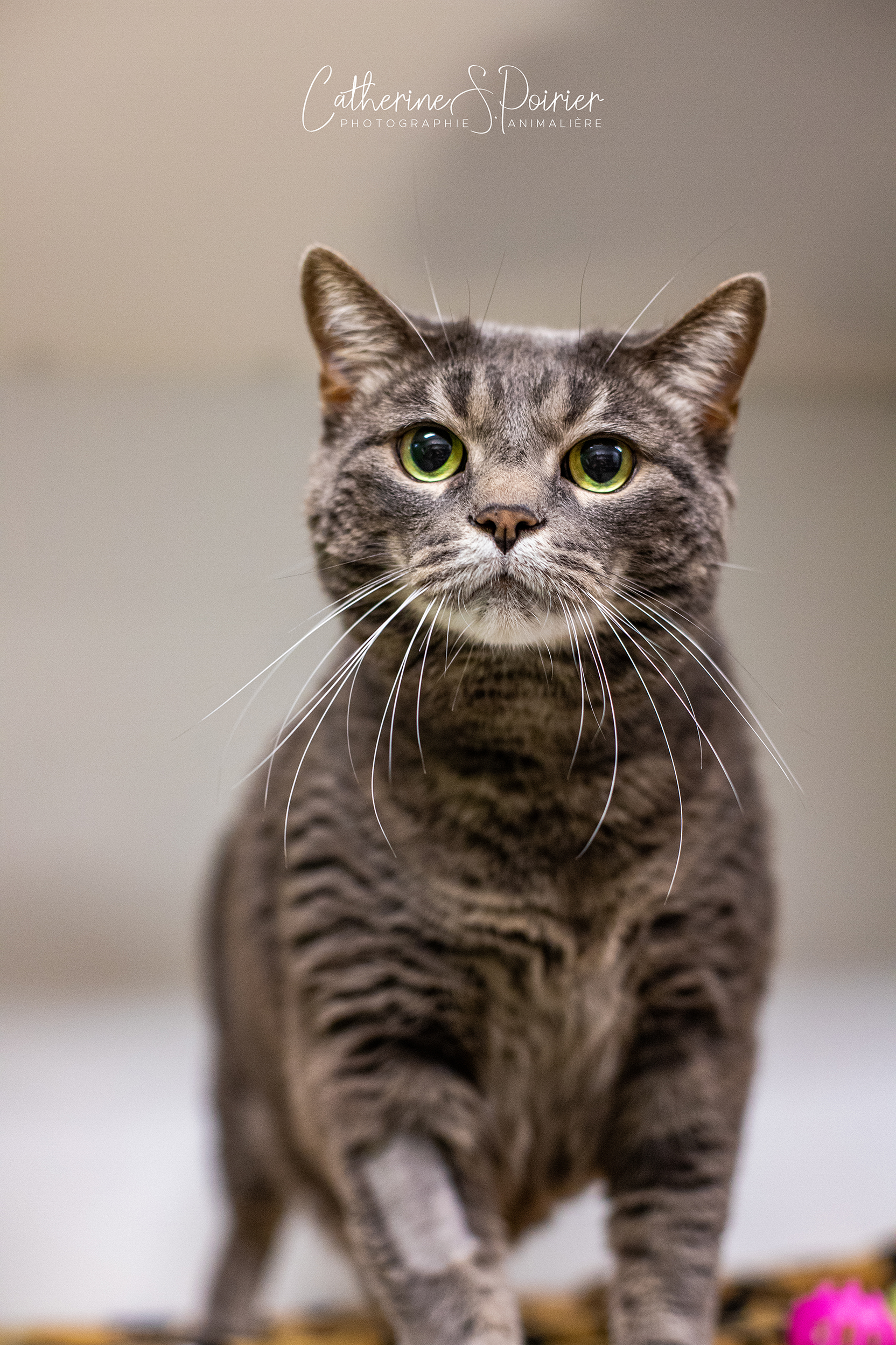 Hendrix, la vedette de la semaine.