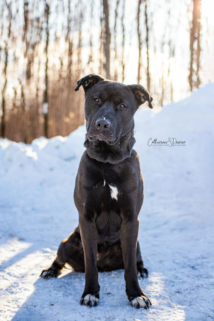 Nomad, la vedette de la semaine