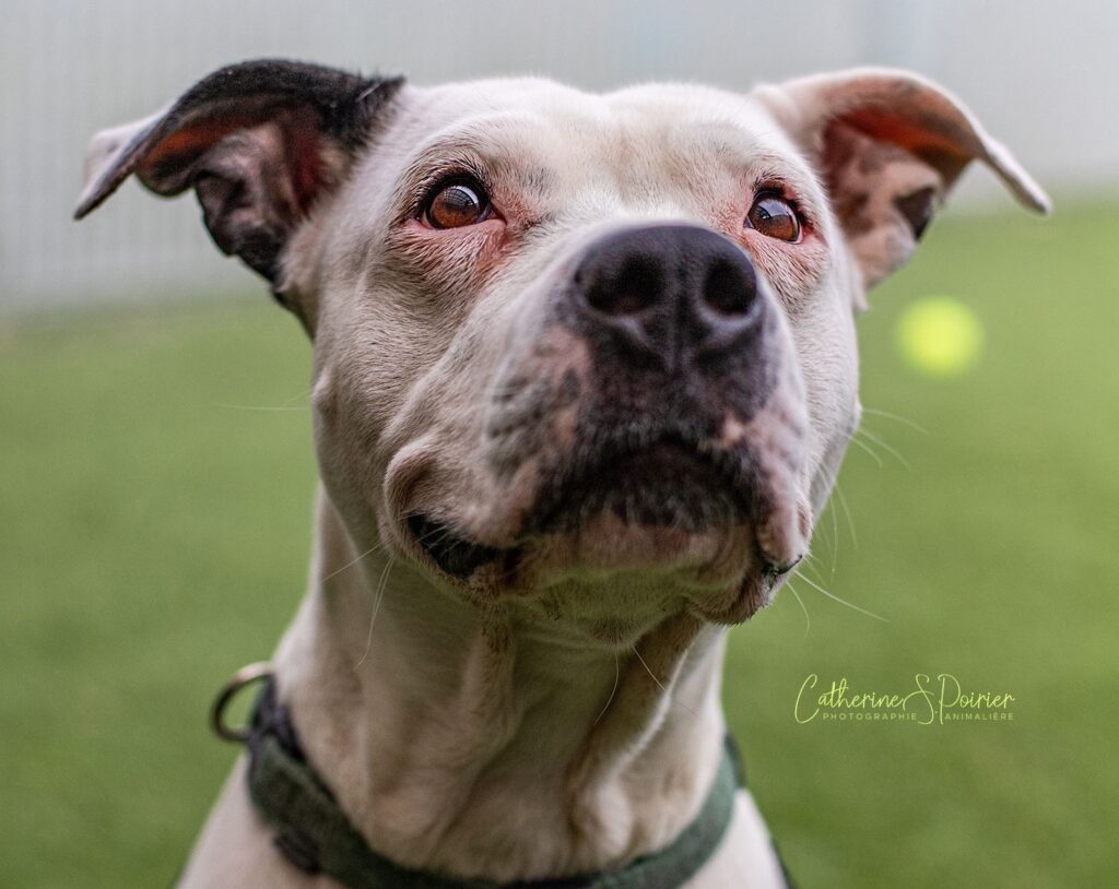 Harley, la vedette de la semaine