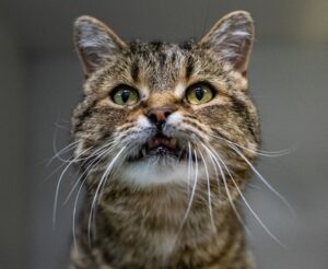 Garfield, la vedette de la semaine