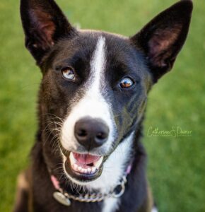 Kira, la vedette de la semaine