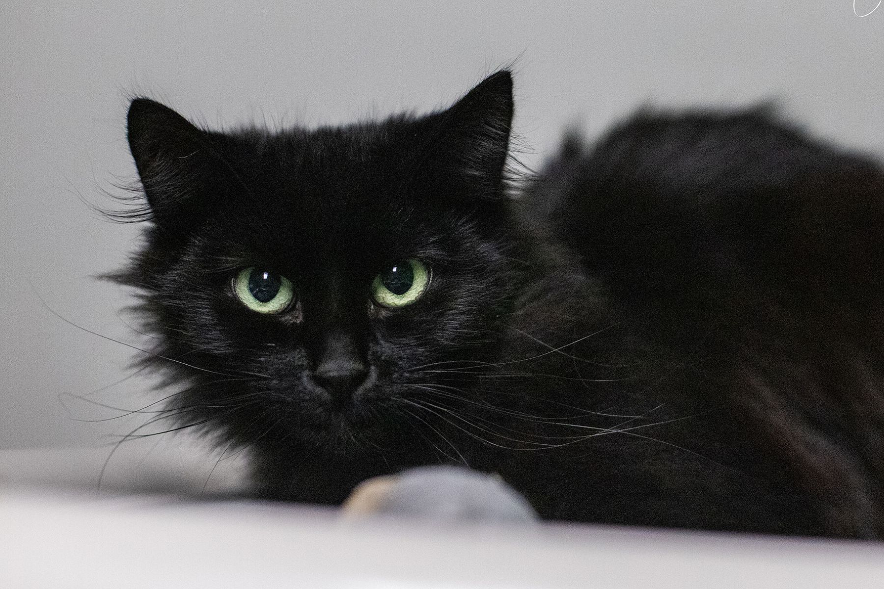 Angel, la vedette de la semaine