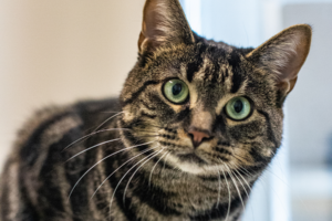 Émeraude, la vedette de la semaine