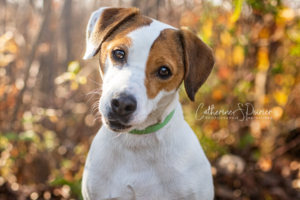 Jasper, la vedette de la semaine