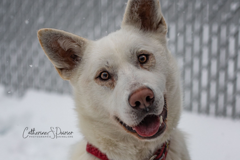 Polar, la vedette de la semaine