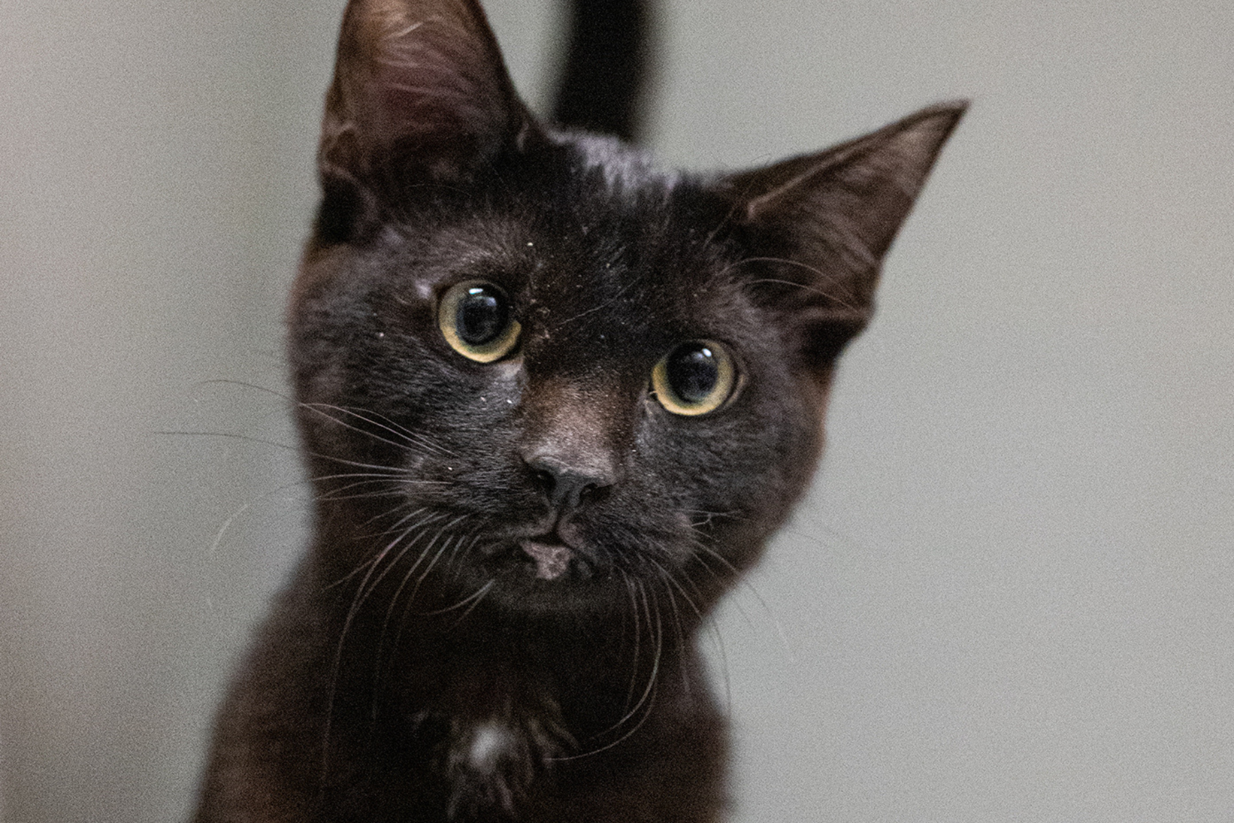 Clark, la vedette de la semaine