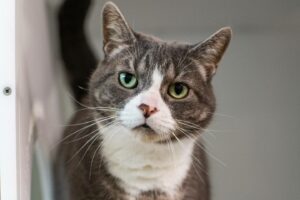 Frimousse, la vedette de la semaine