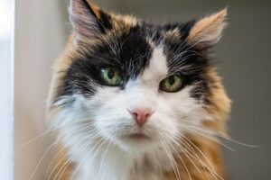 Maeve, la vedette de la semaine