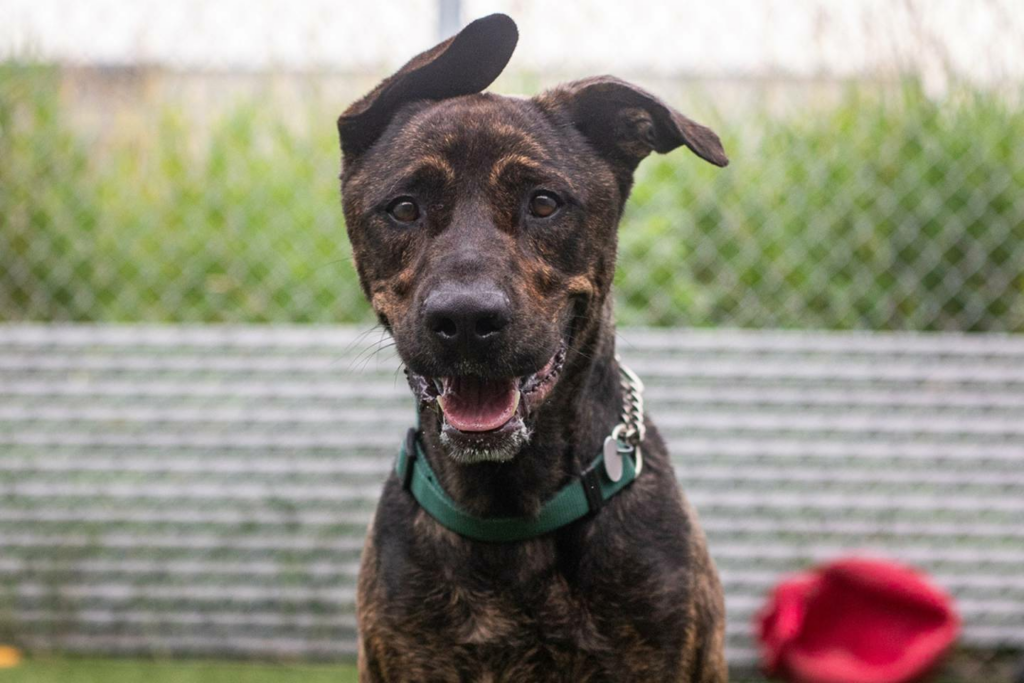 Fox, la vedette de la semaine