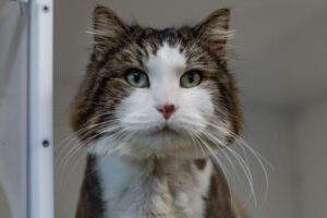 Yoyo, la vedette de la semaine