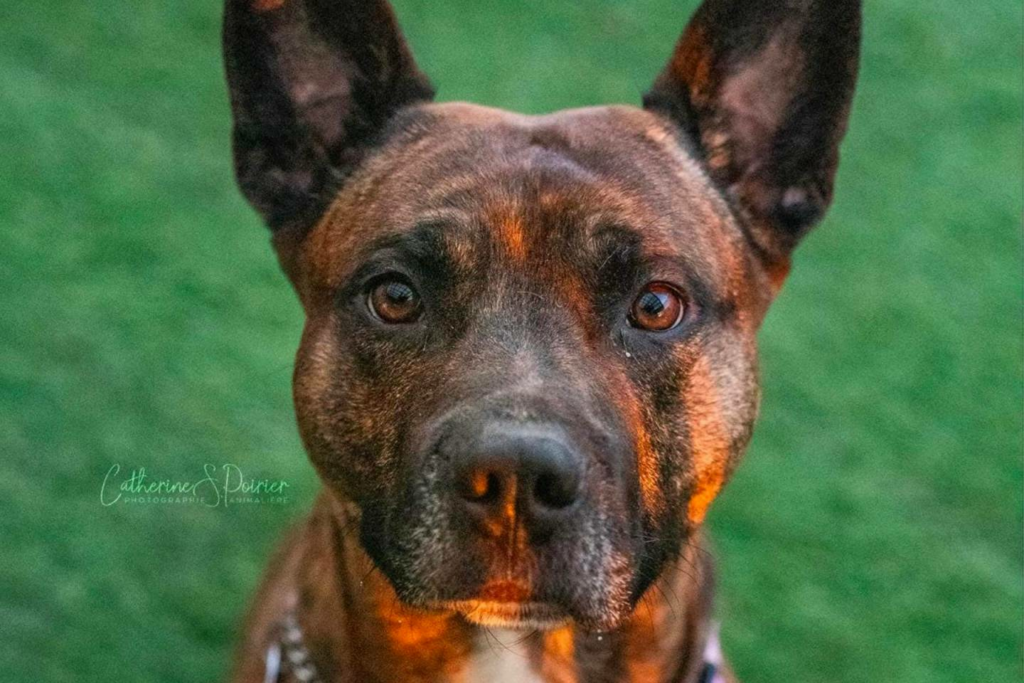 Lucky, la vedette de la semaine