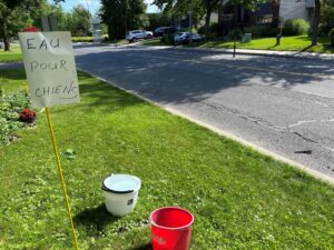 De l’eau disponible pour les chiens qui marchent dans la région