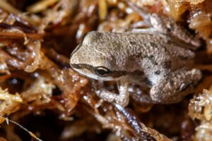 Rainette faux-grillon : deux entreprises ont enfreint le décret d’urgence à Candiac