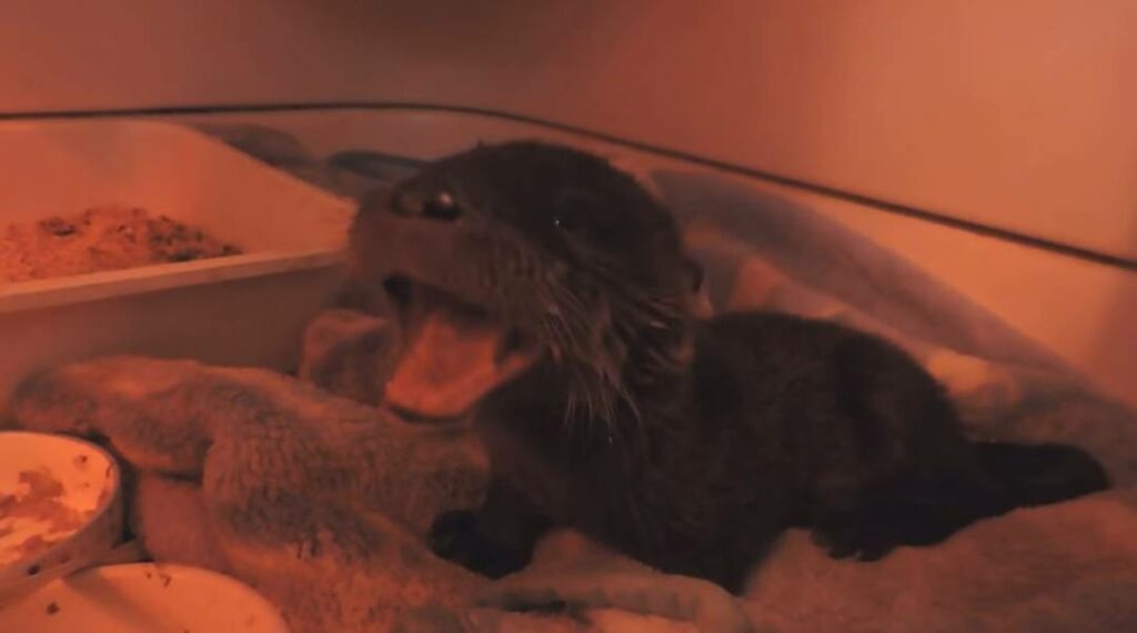 VIDÉOS – Une loutre rescapée à Sainte-Catherine