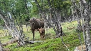 Aimeriez-vous voir ça dans votre cour?