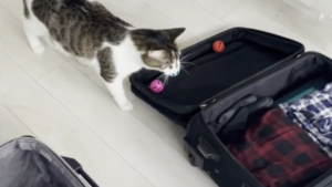 Ce chat veut partir en voyage