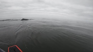 Sa réaction est énorme comme la baleine