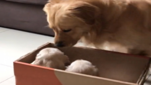 L&rsquo;arrivée de nouveaux petits frères