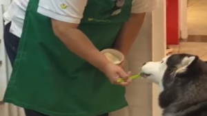 Un échantillon gratuit pour pitou