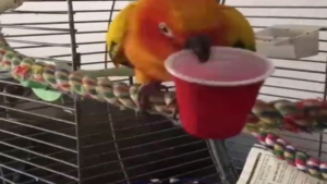 L&rsquo;amour du petit verre rouge