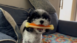 Rien besoin de plus que d&rsquo;un petit os en plastique!