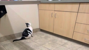 Il ne saute plus aussi haut!