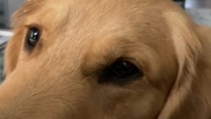 Il y en a toujours un de différent!