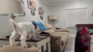 Deux chèvres de compagnie