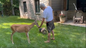 Un chevreuil pas stressé!