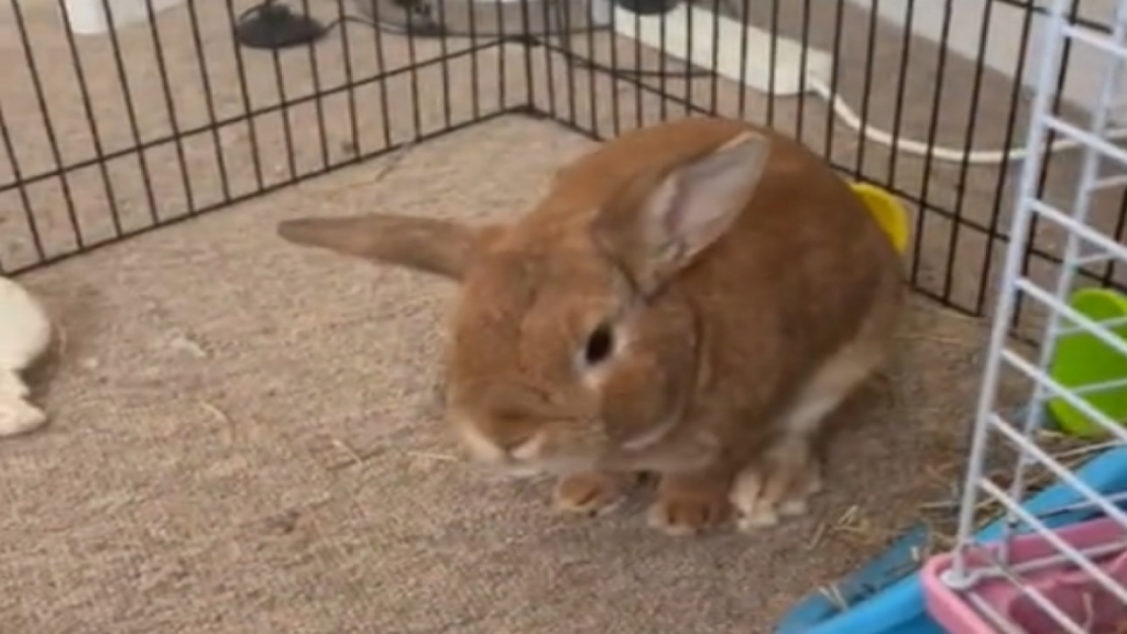 Je crois que ça veut dire qu’il en veut encore!