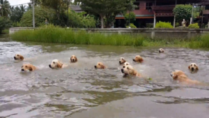 Le rêve de tous les amoureux des chiens!