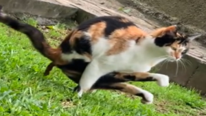 Le chat qui fait du yoga!