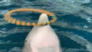 Le dauphin aime bien le Hula Hoop