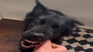 Le gingembre et les chiens… Drôle de réaction!