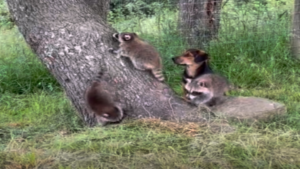 Le meilleur baby-sitter!