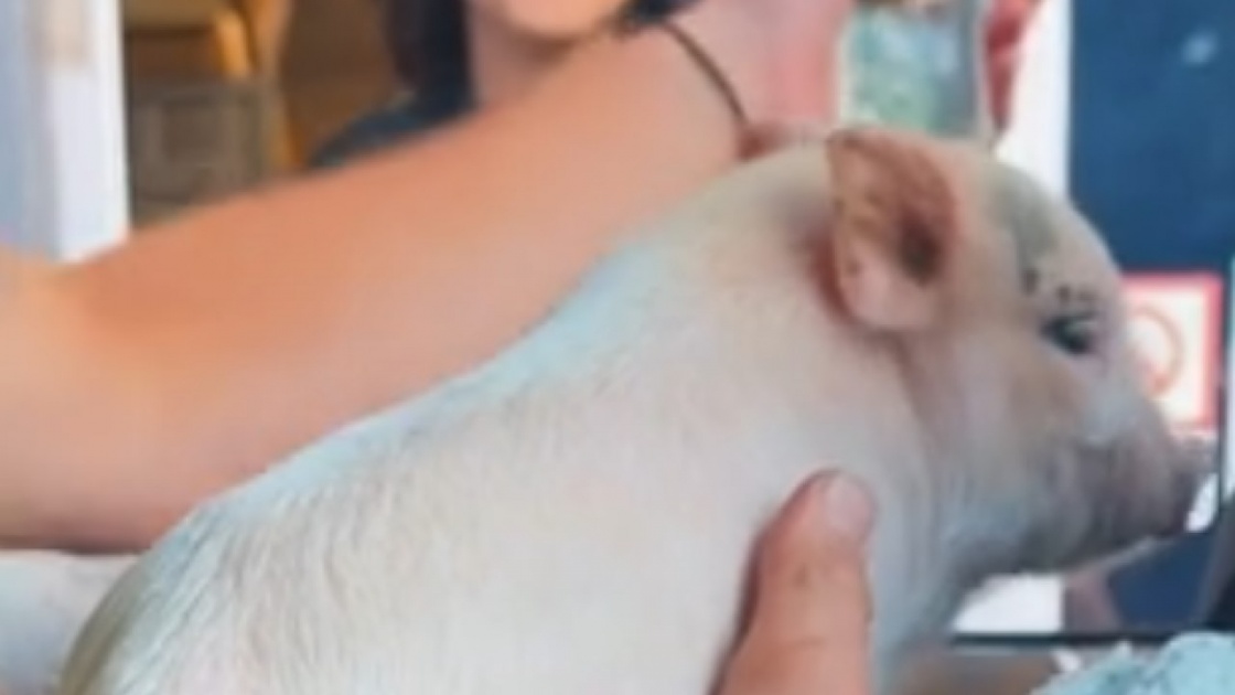 Le petit cochonnet au service au volant!