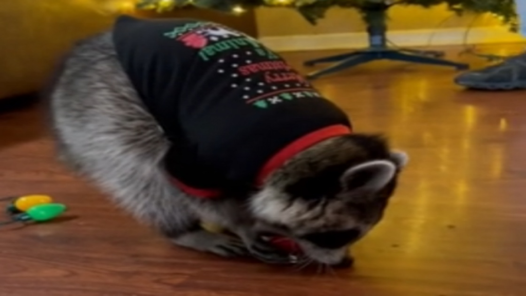 Le raton est plus facile à gérer avec un arbre qu&rsquo;un chat