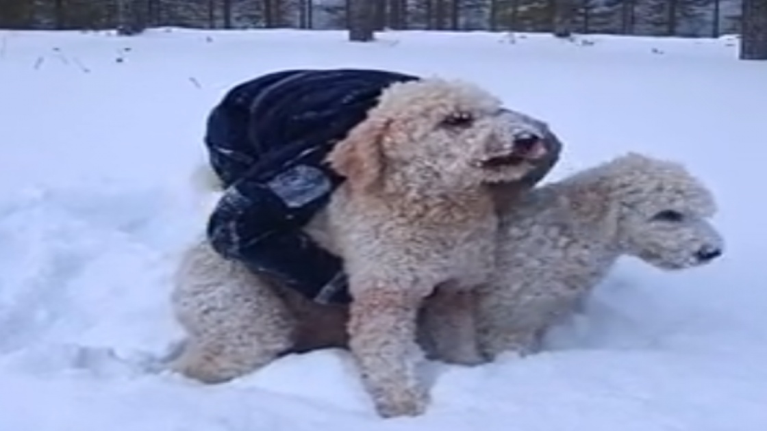 Les pitous et la neige!