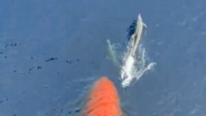 Les dauphins nagent contre le bateau